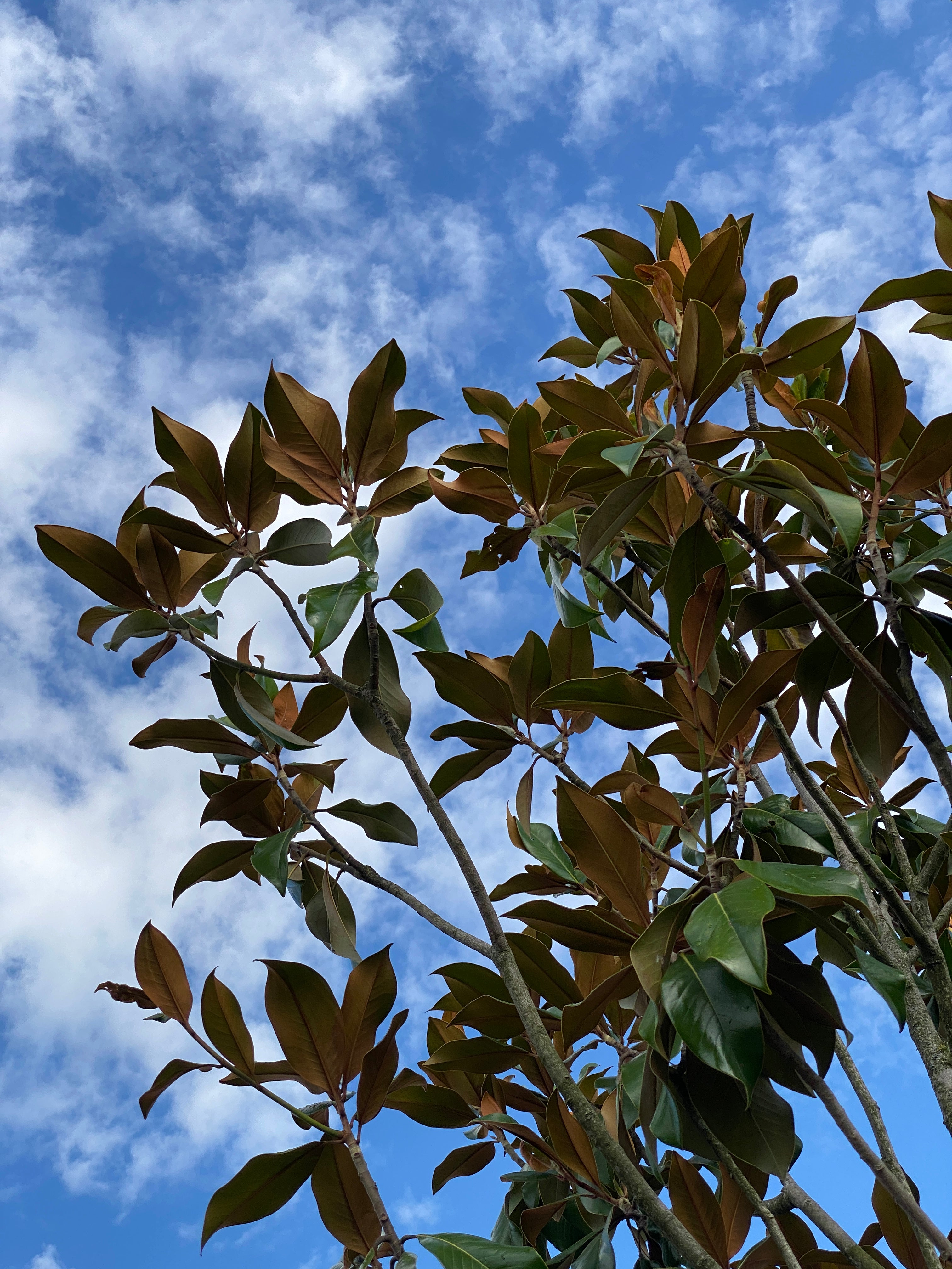 Immergrüne Magnolie 'Galissonière' / Magnolia grandiflora 'Galissonière'